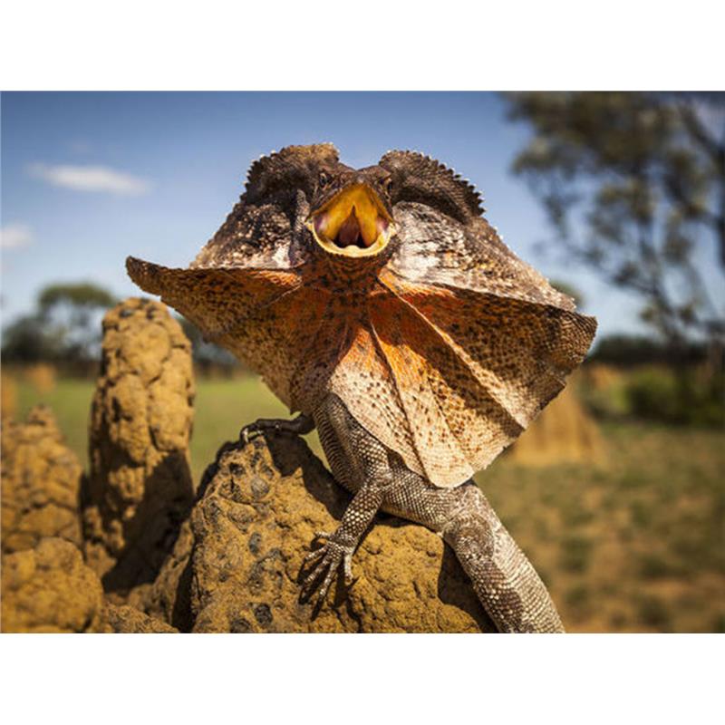 Chlamydosaurus kingii - imagine 4